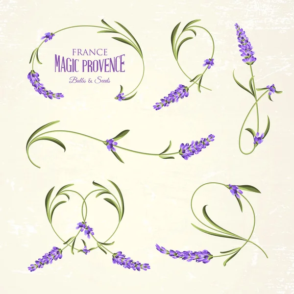 Conjunto de flores de lavanda elementos — Vector de stock