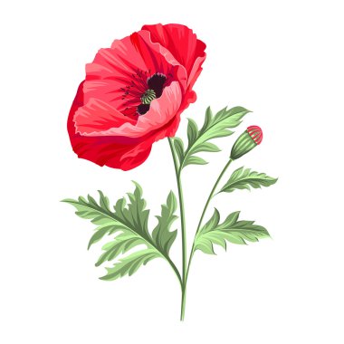 arka plan ile haşhaş.