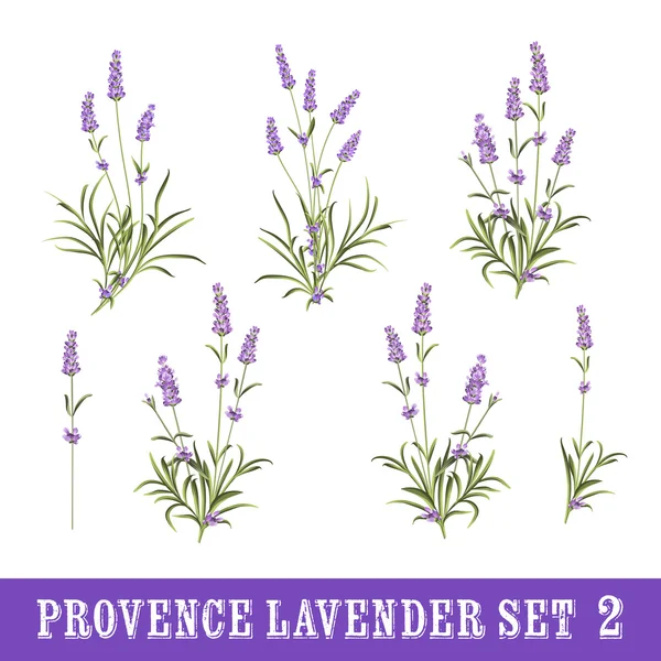 Conjunto de flores de lavanda elementos — Archivo Imágenes Vectoriales