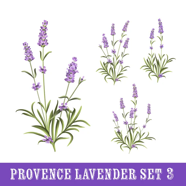 Set van lavendelbloemen elementen — Stockvector