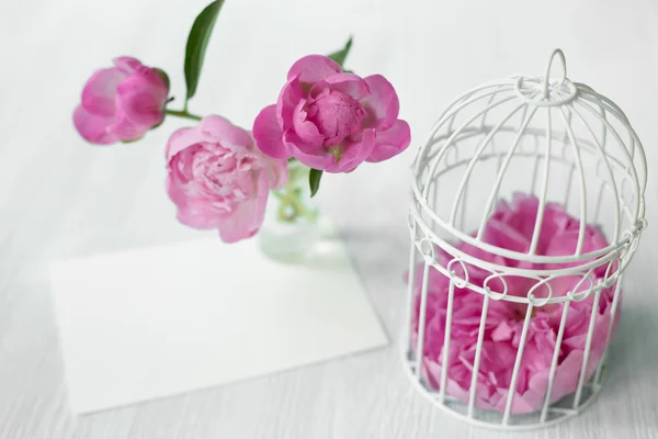 Flor de peónia rosa. — Fotografia de Stock