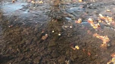 Düşen sonbahar kuru yaprakları su seviyesinde yüzüyor..