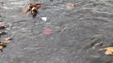 Düşen sonbahar kuru yaprakları su seviyesinde yüzüyor.