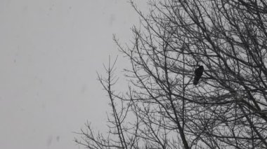 Kış boyunca seyrek bir ağacın tepesinde dinlenen bir Kızıl Kanat Siyah Birt, 4k 60fps
