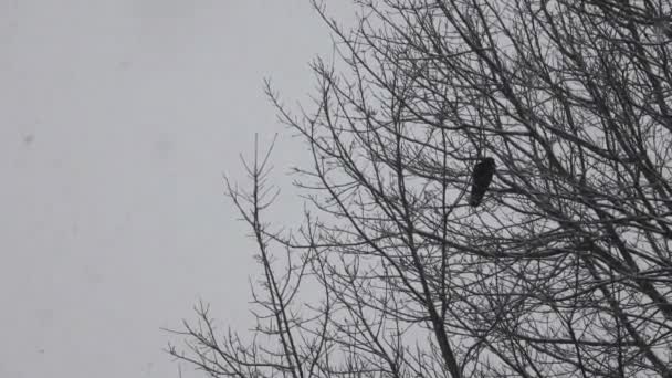 Redwing Black Birt odpočívá na vrcholu řídkého stromu v zimě, 4k 60fps — Stock video