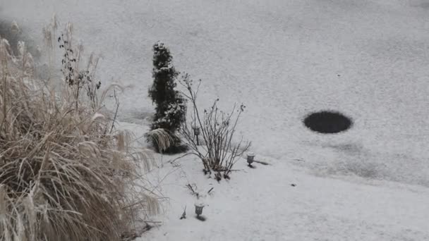 De sneeuw valt langzaam, mooie winter in de tuin zware sneeuwval — Stockvideo