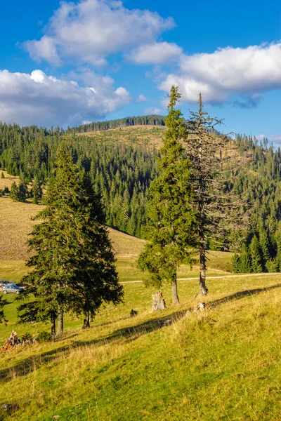 Bosque de coníferas en una ladera de montaña — Foto de Stock