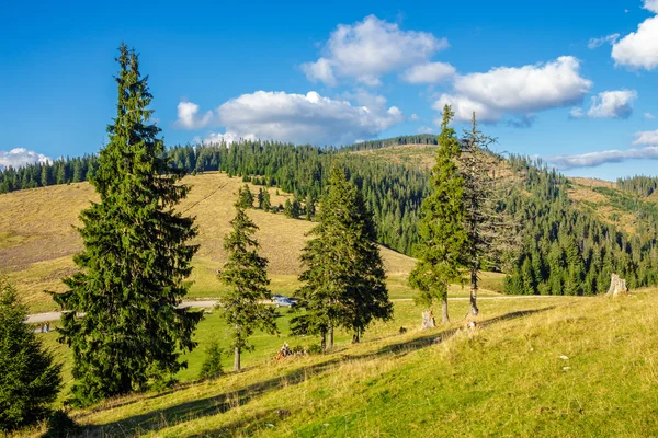 Jehličnatý Les na svahu hory — Stock fotografie