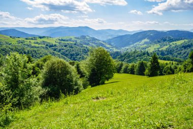çam ağaçları ile gökyüzü altında yamaca dağlarda valley yakınındaki 