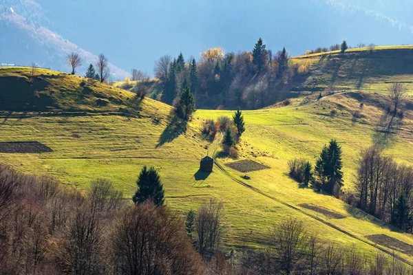 Pinos cerca del valle en las montañas en la ladera — Foto de Stock