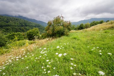 dağ hillside çayır üstünde elma ağacı