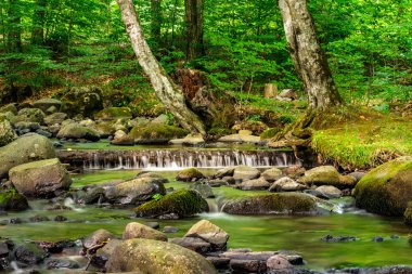 orman içinde taş olan küçük akarsu üzerinde art arda sıralı