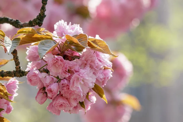 Pink blossomed sakura flowers — Stock Photo, Image