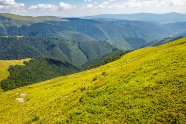 dağ tepe üzerinde yabani ot