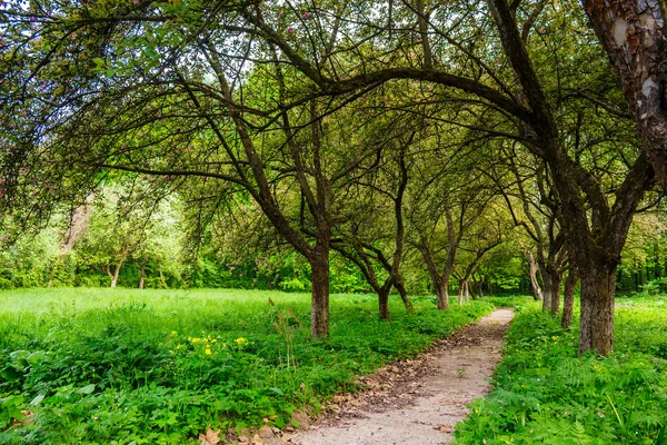 Trail in morning garden — Stock Photo, Image