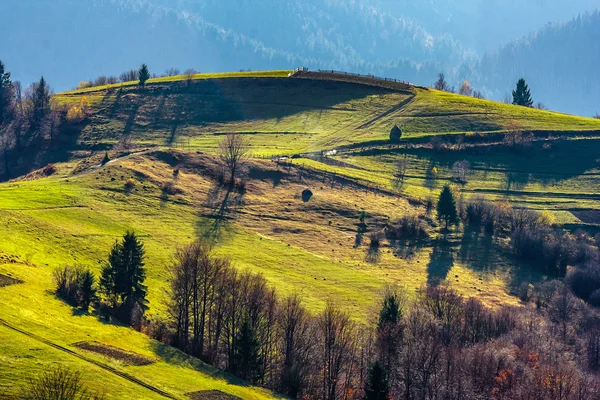 Alberi di pino vicino a valle in montagne su pendio — Foto Stock