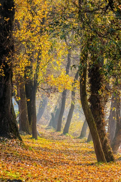 Sentier pédestre dans la forêt d'automne dans le brouillard — Photo