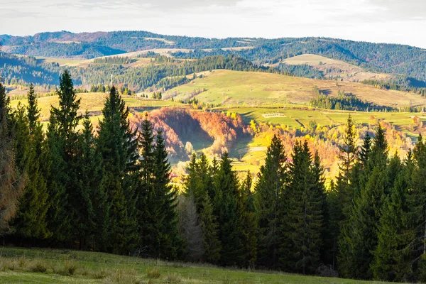Alberi di pino vicino a valle in montagne su pendio — Foto Stock
