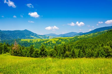 çayır yamaca köknar ağaçlarıyla