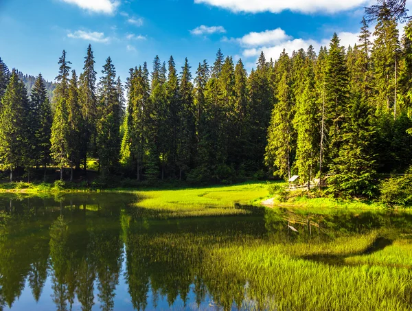 針葉樹の森の中の湖 — ストック写真