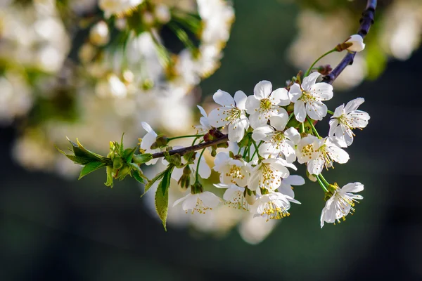 Flowers of apple tree on a bulr background — Stock Photo, Image