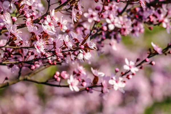 Blumen des Apfelbaums auf einem Zwiebelhintergrund — Stockfoto