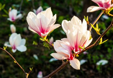 Manolya çiçek bulanık bir arka plan üzerinde