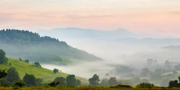 Floresta de coníferas em uma encosta de montanha — Fotografia de Stock