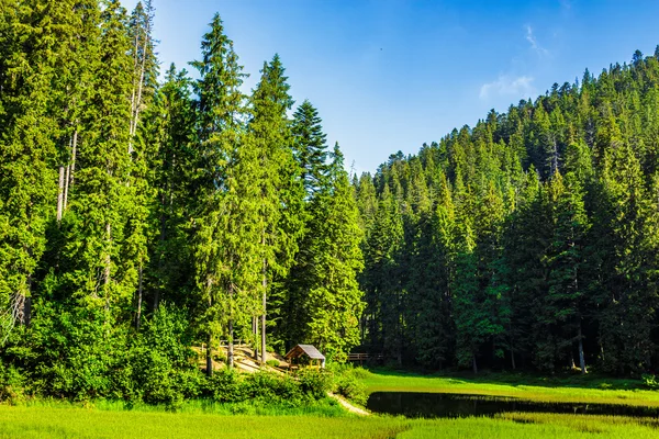 Jezero uprostřed lesa v horách — Stock fotografie