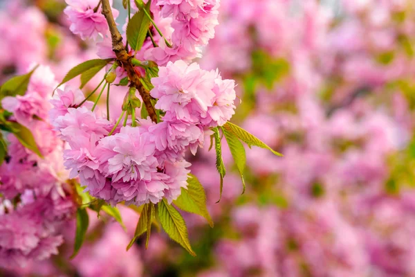 Růžové květy sakura větví nad trávy — Stock fotografie