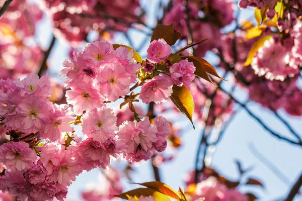 Pink flowers of sakura branches above grass — Stock Photo, Image