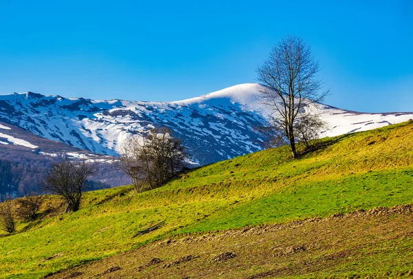 Schneebedeckte Gipfel der Karpaten im Frühling — Stockfoto