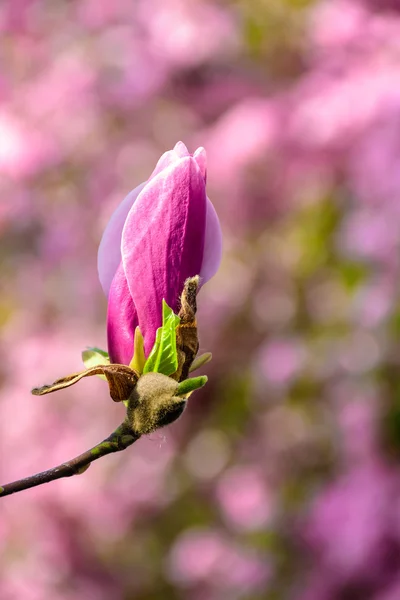 Magnolia fiori su sfondo blury — Foto Stock