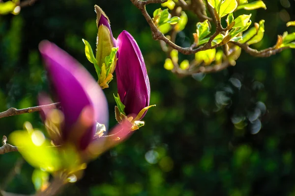 Magnolia flowers on a blury background — Stock Photo, Image