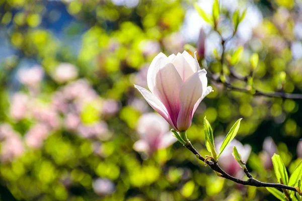 マグノリアの花 blury 背景 — ストック写真