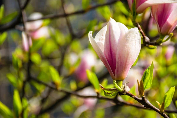 Kwiaty Magnolia na tle blury — Zdjęcie stockowe