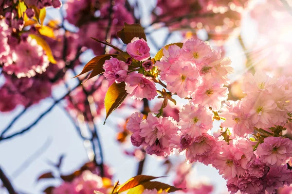 Fleurs de sakura fleuries roses — Photo