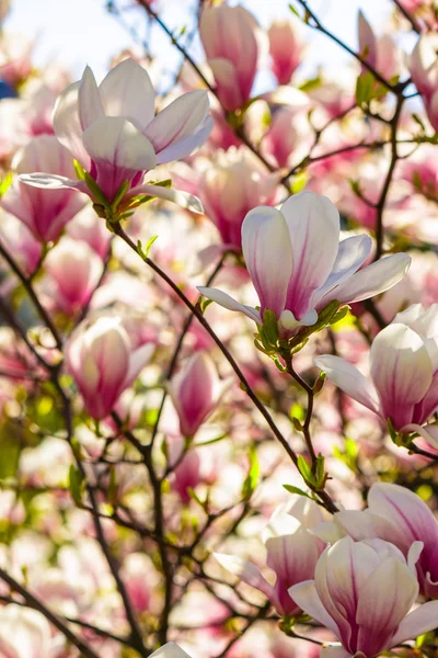 Magnolienblüten auf verschwommenem Hintergrund — Stockfoto