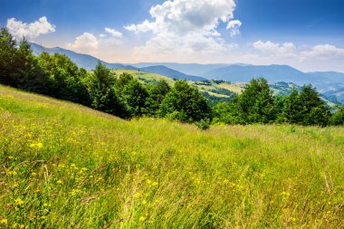 hillside, forest yakınındaki kırsal alan