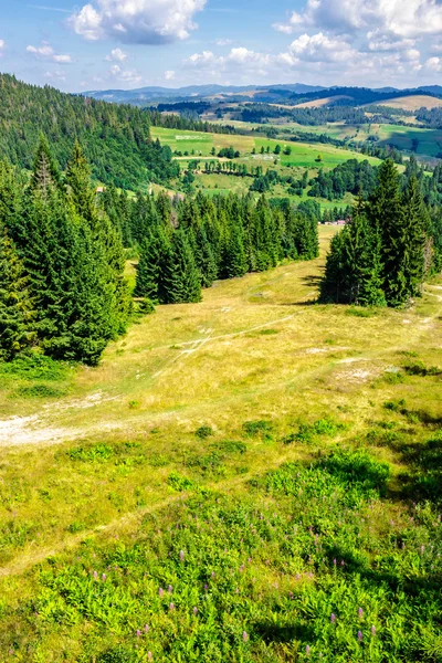 Bosque de coníferas en una ladera de montaña — Foto de Stock