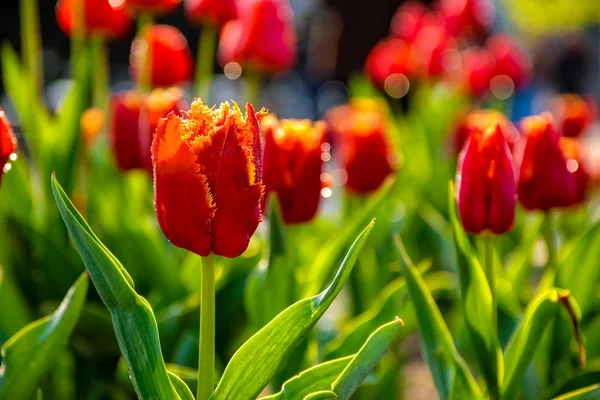 Rode tulpen op groene onscherpe achtergrond — Stockfoto
