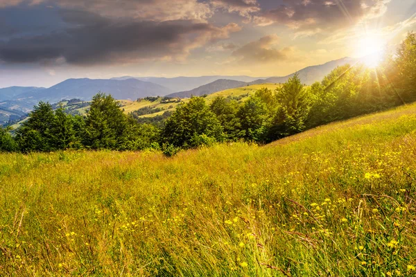 Ländliches Feld in der Nähe von Wald am Hang bei Sonnenuntergang — Stockfoto