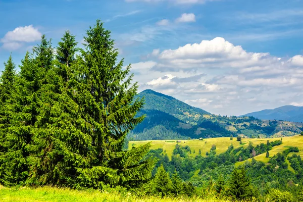 Floresta de pinheiro em uma encosta de montanha — Fotografia de Stock