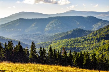 bir dağ yamacında iğne yapraklı orman
