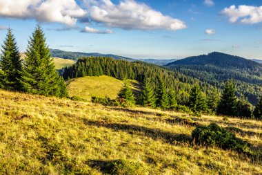 bir dağ yamaca iğne yapraklı orman