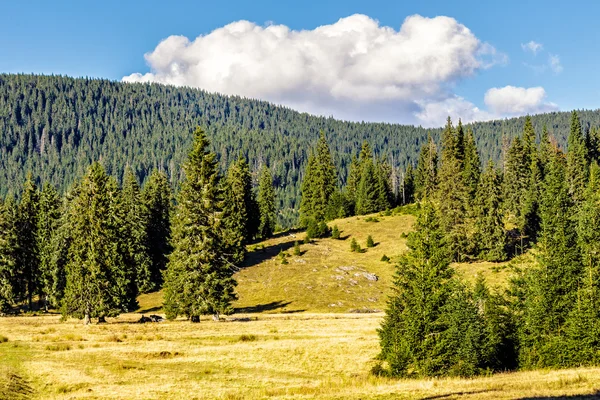 Foresta di conifere su una collina di montagna — Foto Stock