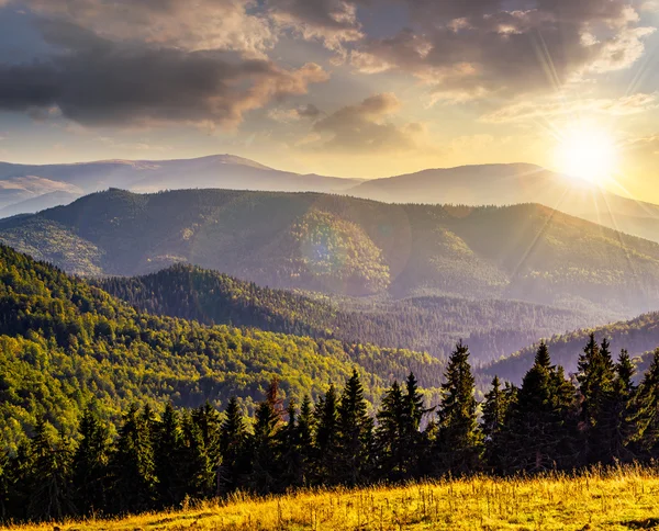 Bosque de coníferas en una ladera de montaña al atardecer — Foto de Stock