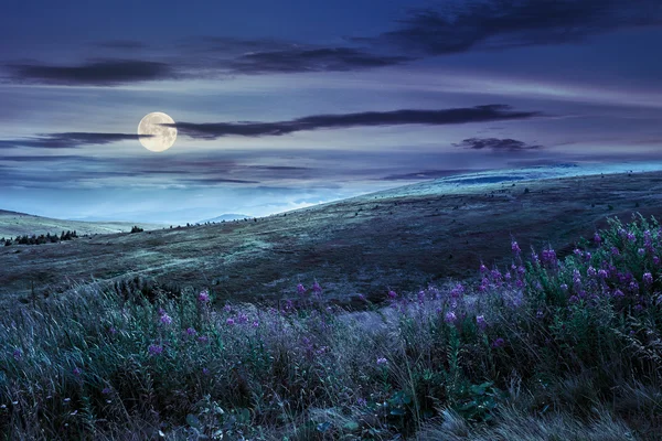 Fiori selvatici sulla cima della montagna di notte — Foto Stock