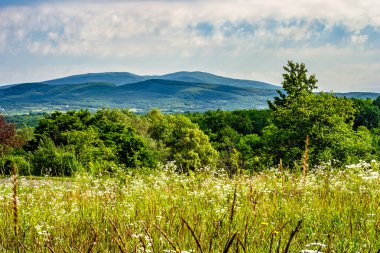 uzun otların ile Alpin çayır