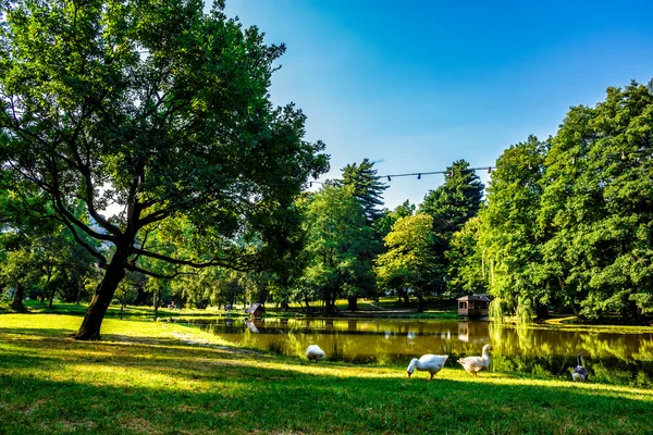 Oie près de l'étang dans le parc — Photo